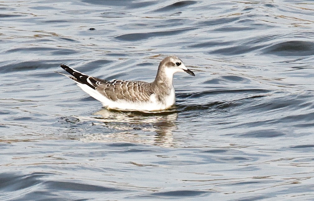 Mouette de Sabine - ML376350871