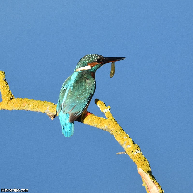 Common Kingfisher - ML376351031