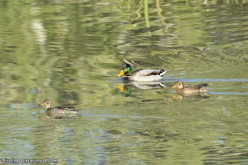Green-winged Teal - ML376351041