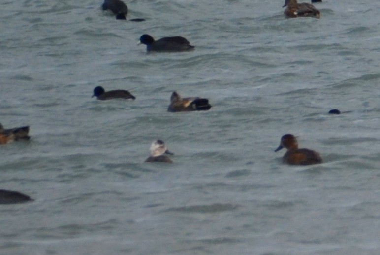 Redhead - ML376351441