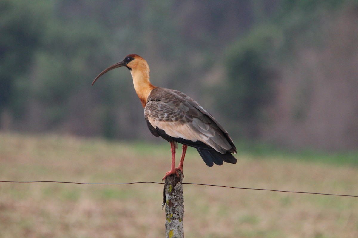 ibis bělokřídlý - ML376352141
