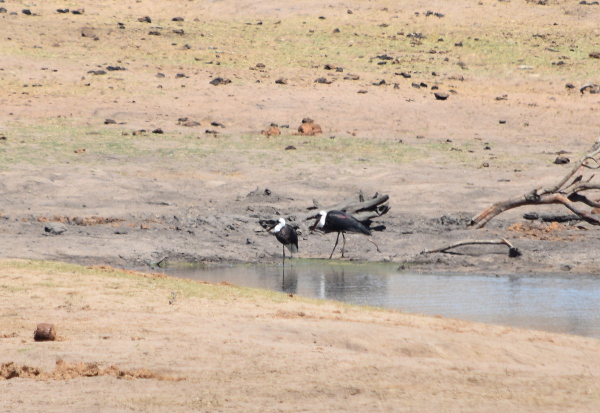 African Woolly-necked Stork - ML376352331