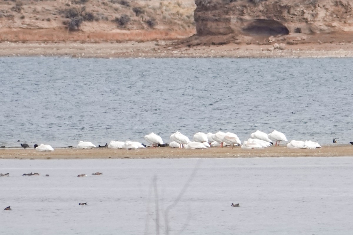 American White Pelican - ML376354491