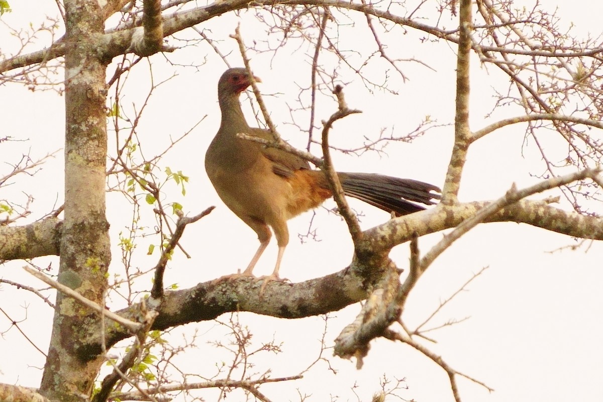 Chaco Chachalaca - ML376355761