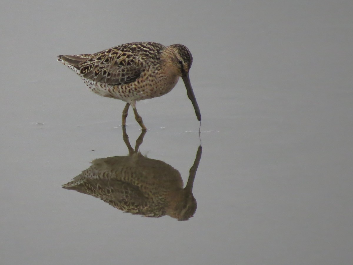 Short-billed Dowitcher - ML376356671