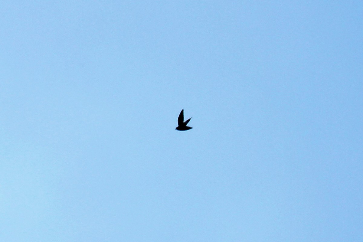 Chimney Swift - Craig Fosdick