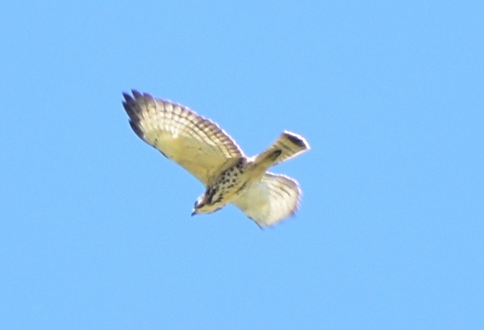 Broad-winged Hawk - Leonardo Guzmán (Kingfisher Birdwatching Nuevo León)
