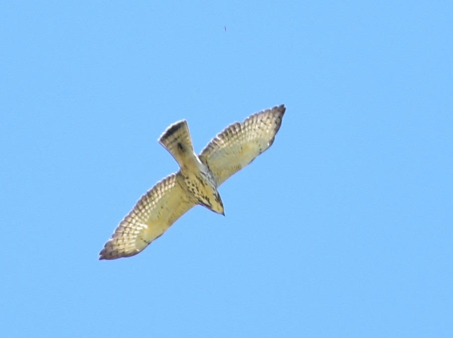 Broad-winged Hawk - Leonardo Guzmán (Kingfisher Birdwatching Nuevo León)