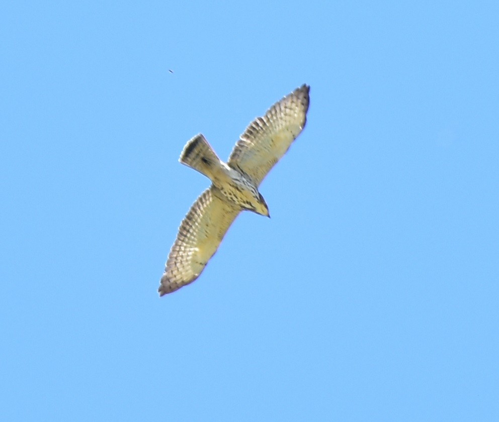 Broad-winged Hawk - Leonardo Guzmán (Kingfisher Birdwatching Nuevo León)