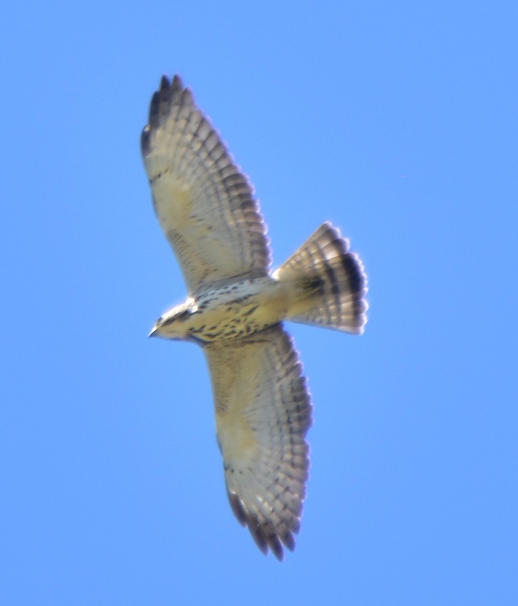 Broad-winged Hawk - Leonardo Guzmán (Kingfisher Birdwatching Nuevo León)
