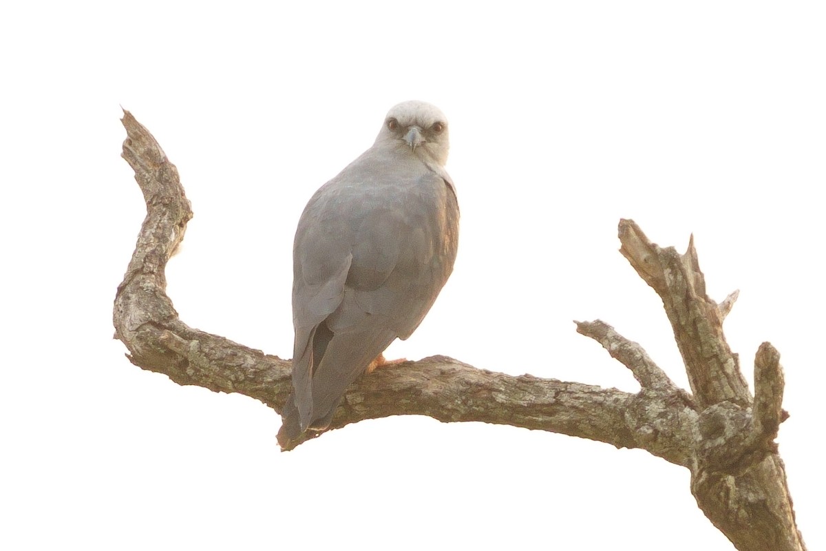 Plumbeous Kite - ML376359281