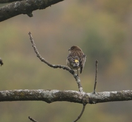 Yellow-rumped Warbler - ML376360961