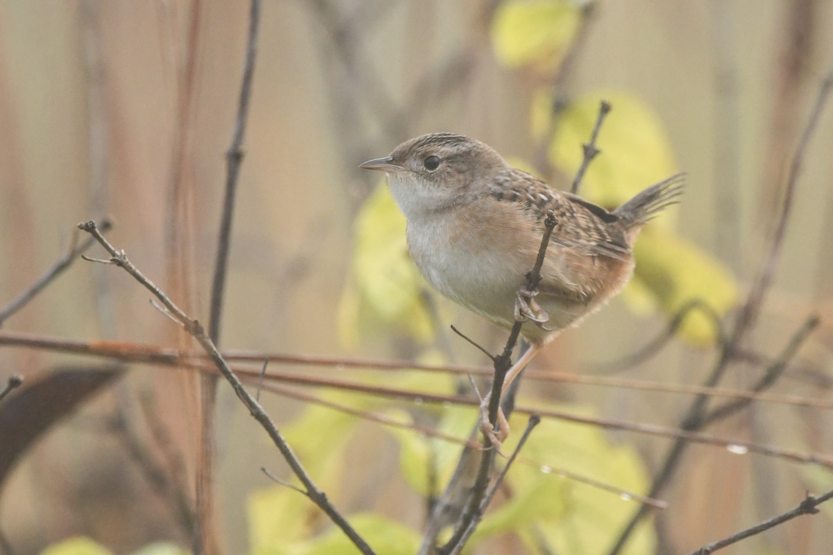 Sedge Wren - ML376361521