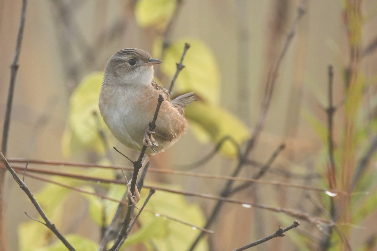 Sedge Wren - ML376361531