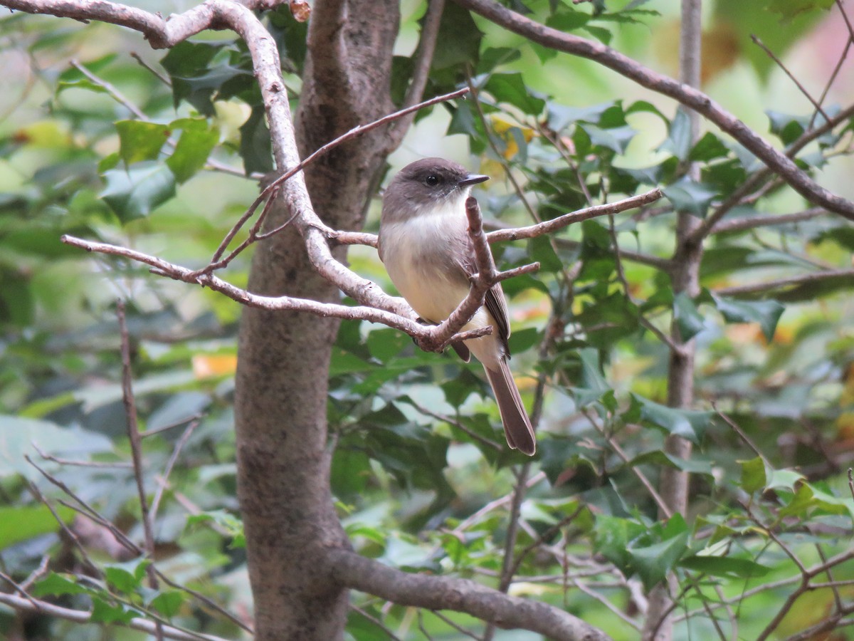 Eastern Phoebe - ML376362051