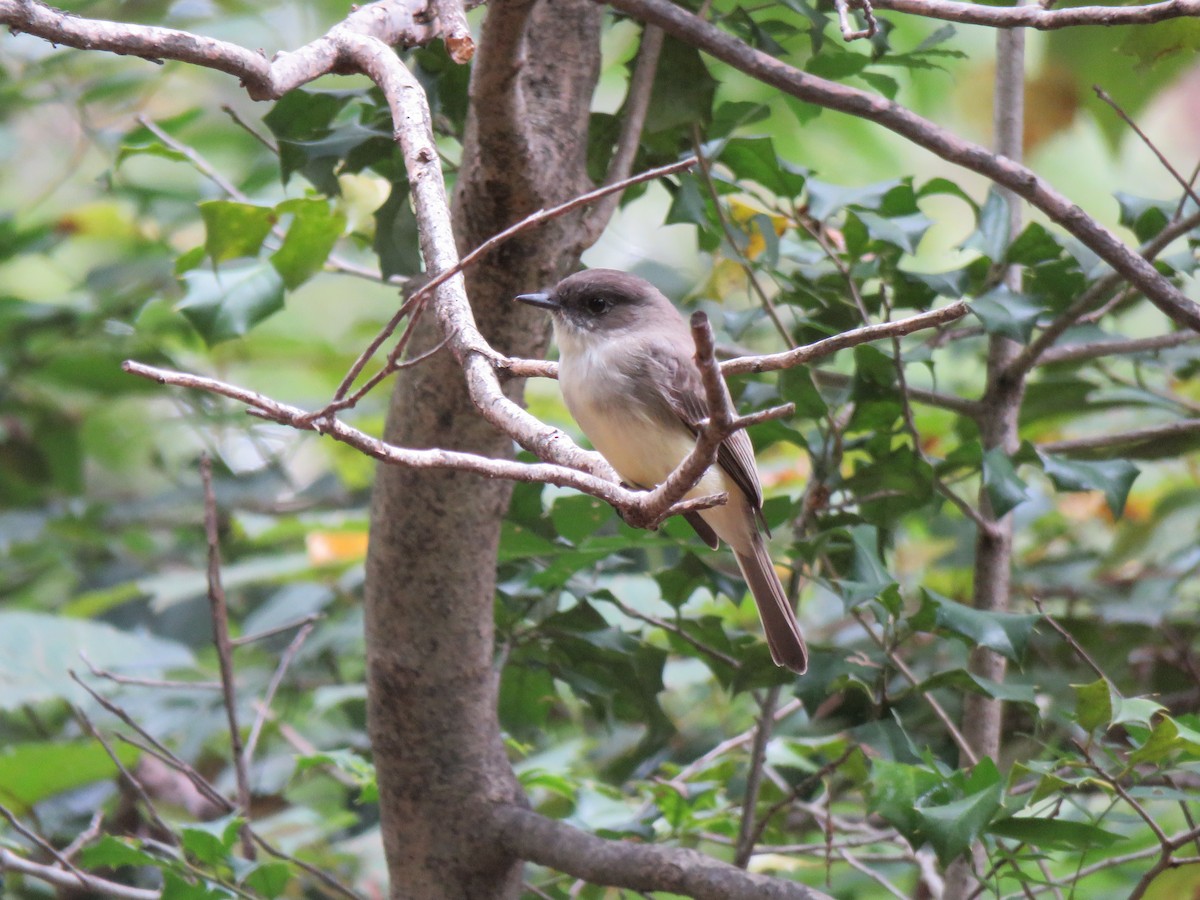 Eastern Phoebe - ML376362121