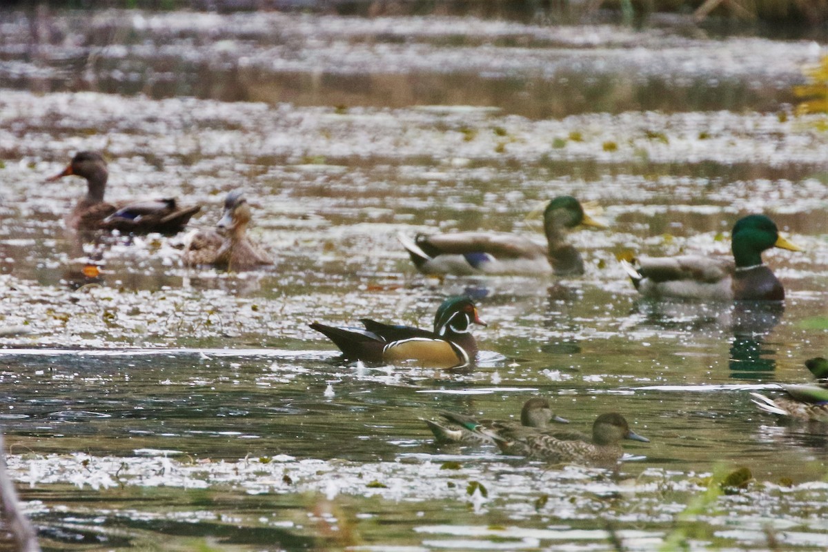 Wood Duck - ML376364651