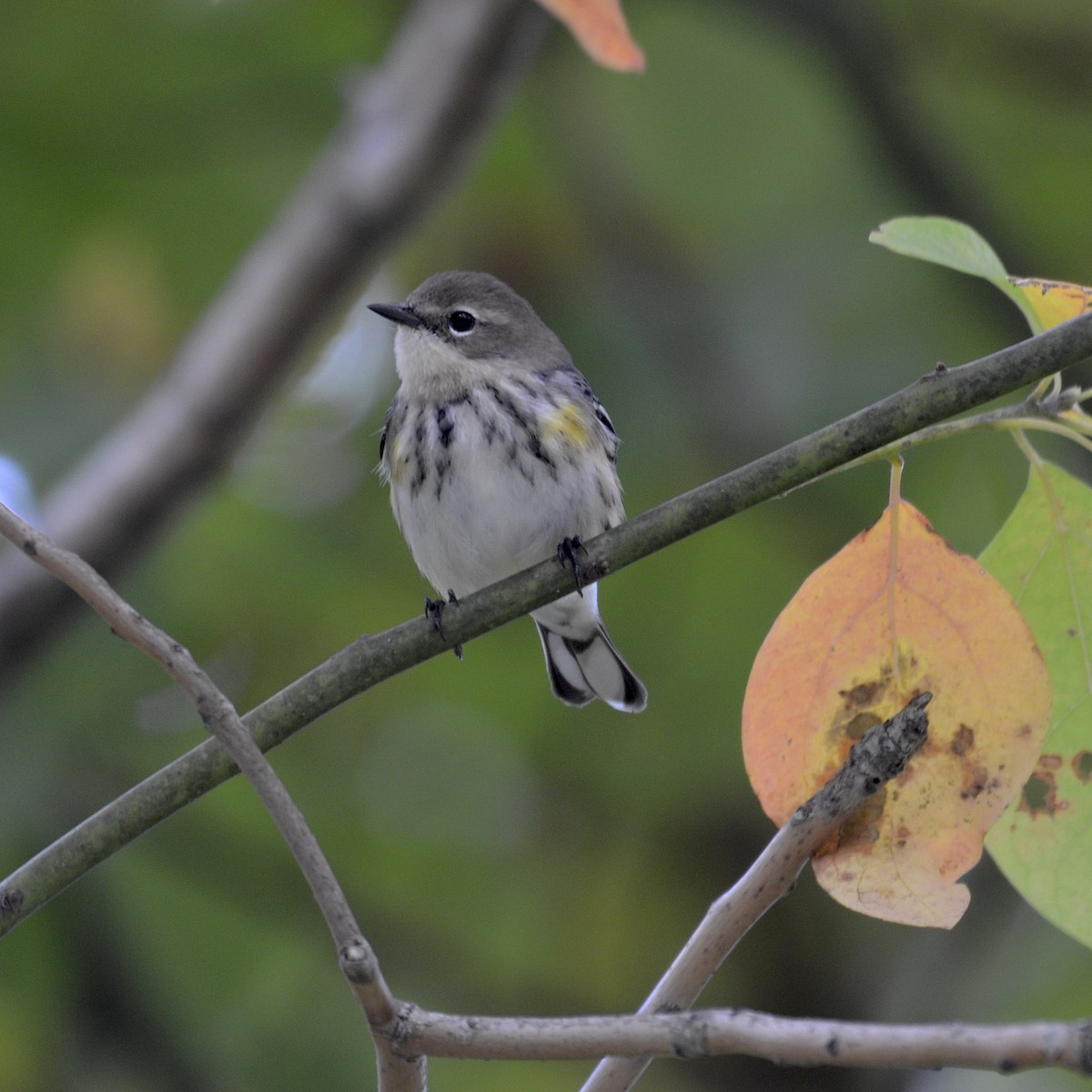 Yellow-rumped Warbler - ML376365451