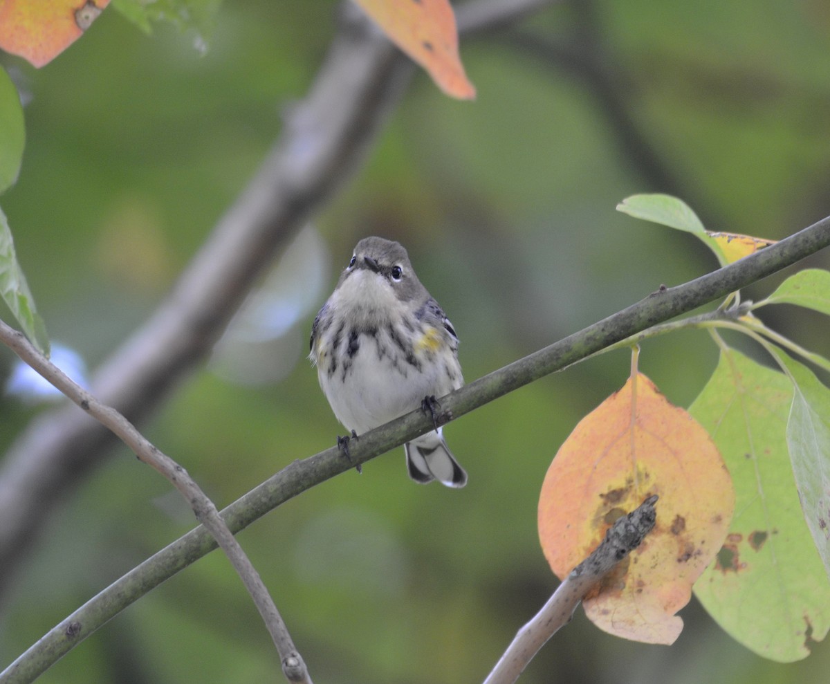 Yellow-rumped Warbler - ML376365481