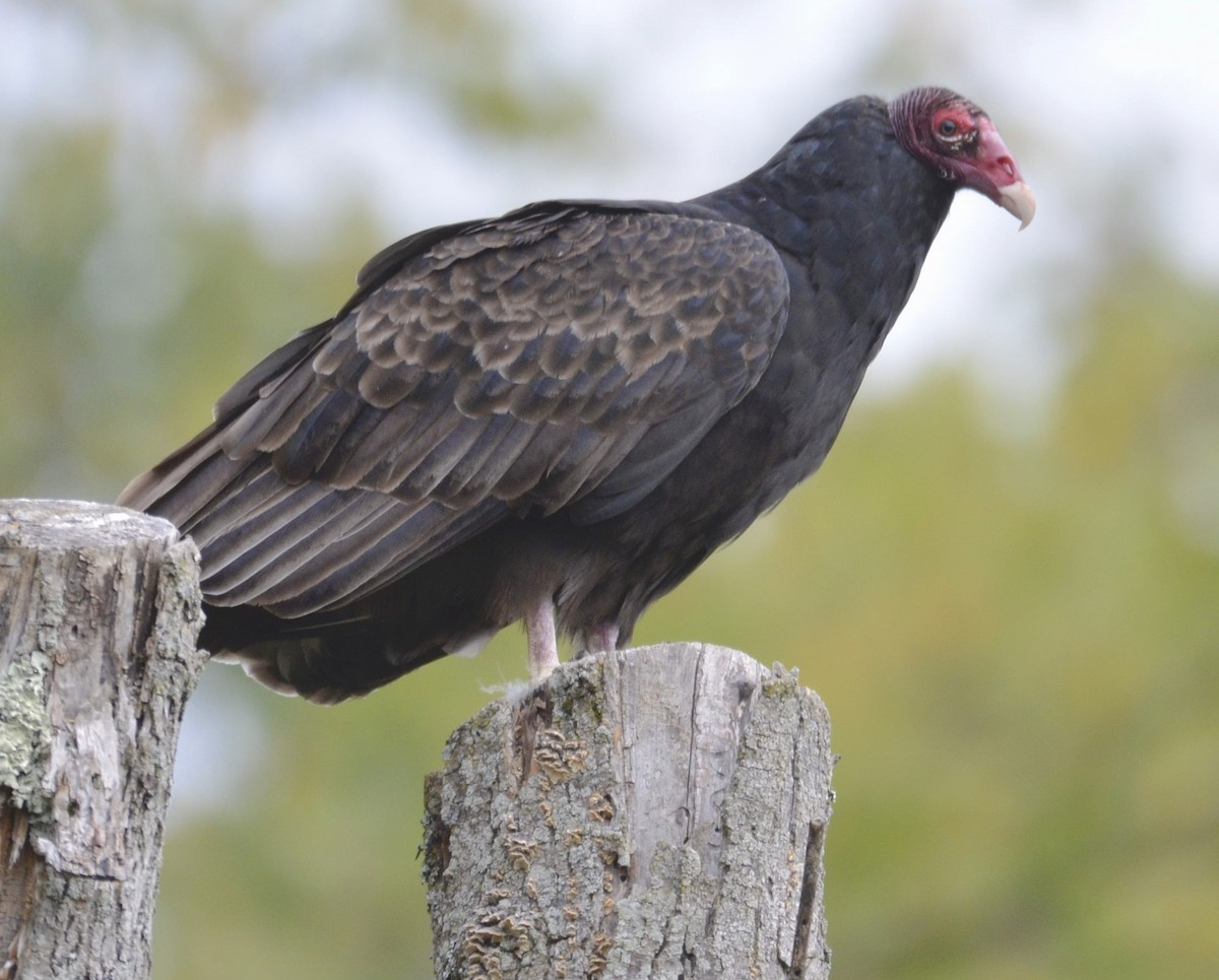 Turkey Vulture - Andrew Mack