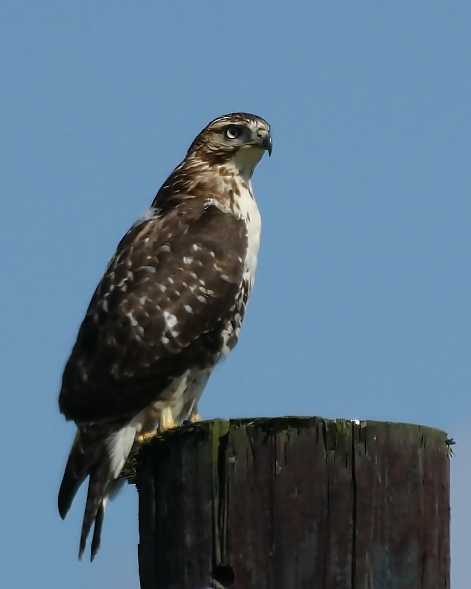 Red-tailed Hawk - ML376366301