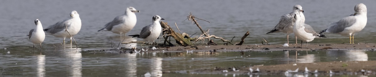 Franklin's Gull - ML376366601