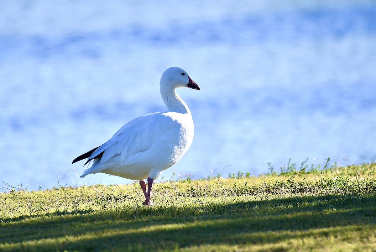 Snow Goose - Vicki Wilmarth