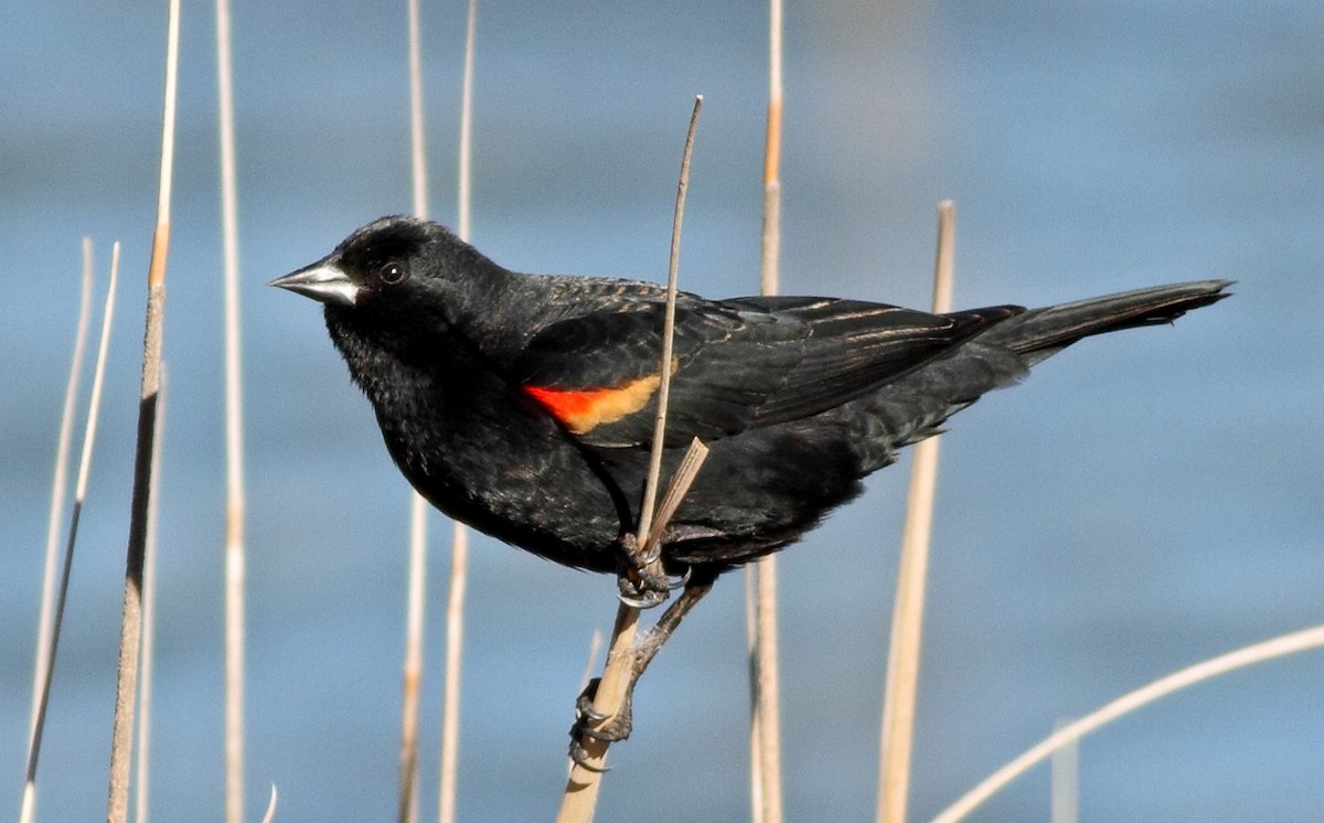 Red-winged Blackbird - Robb Hinds