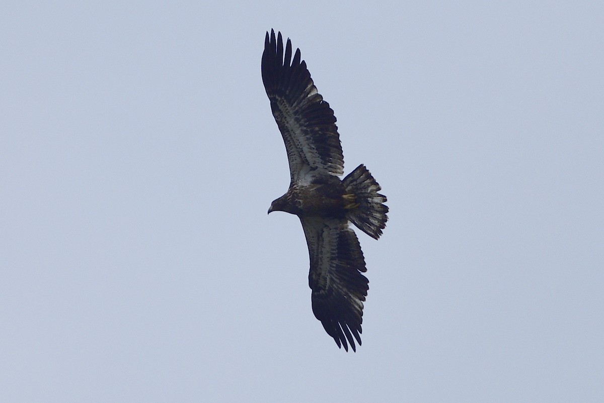 Weißkopf-Seeadler - ML376367801