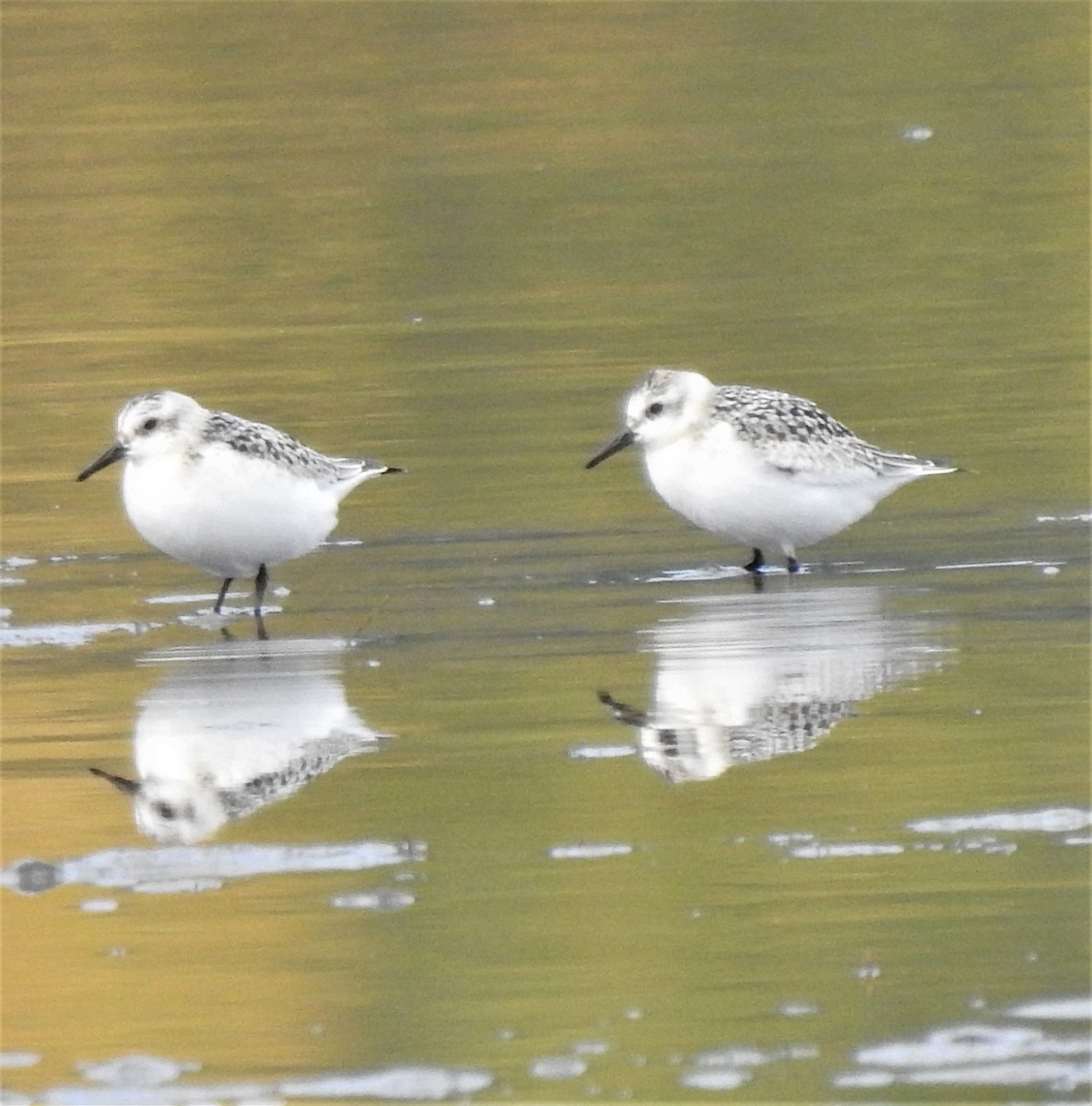 Bécasseau sanderling - ML376370491