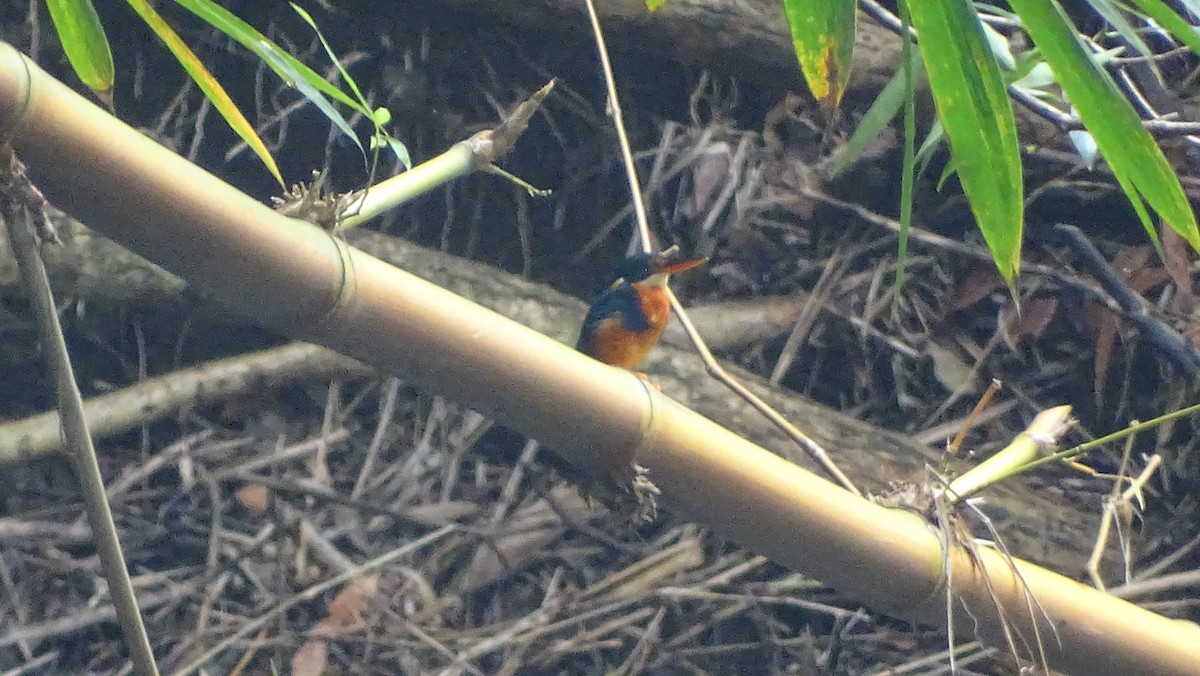 safirisfugl - ML376371221