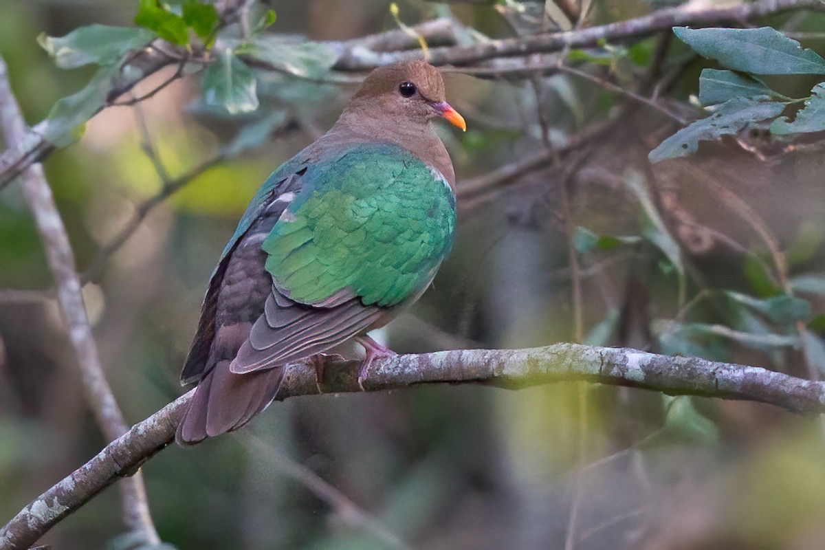 Pacific Emerald Dove - Mat Gilfedder