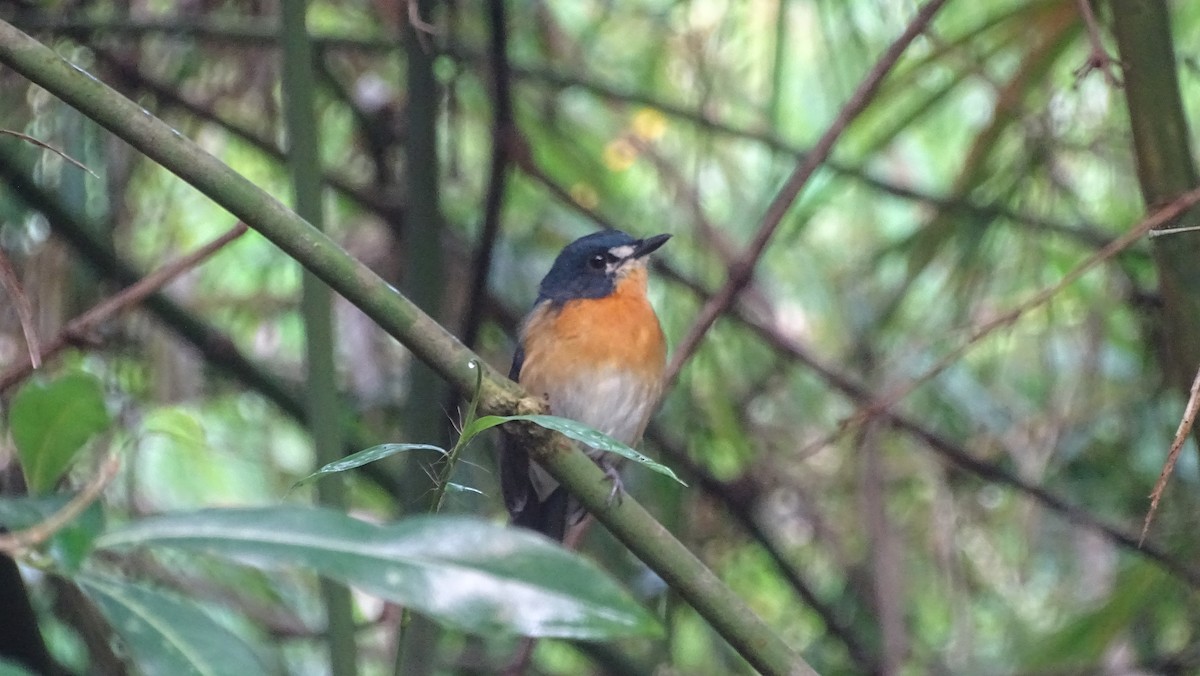 Gobemouche des mangroves - ML376371411