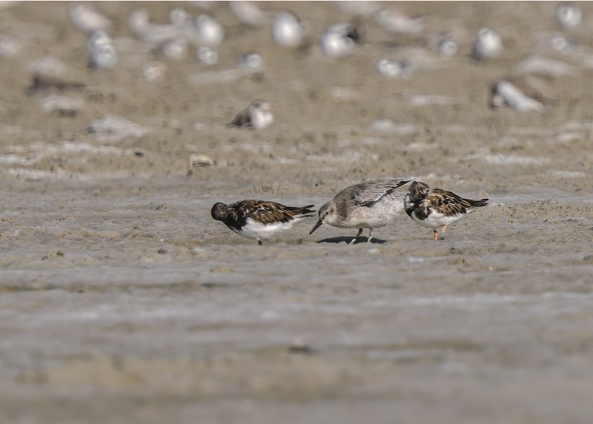 Red Knot - ML376371601