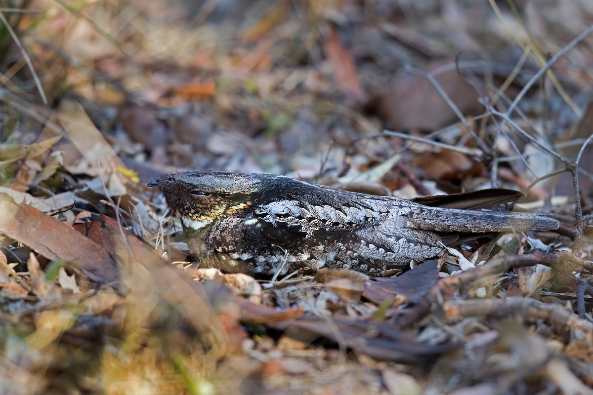 White-throated Nightjar - ML376371621