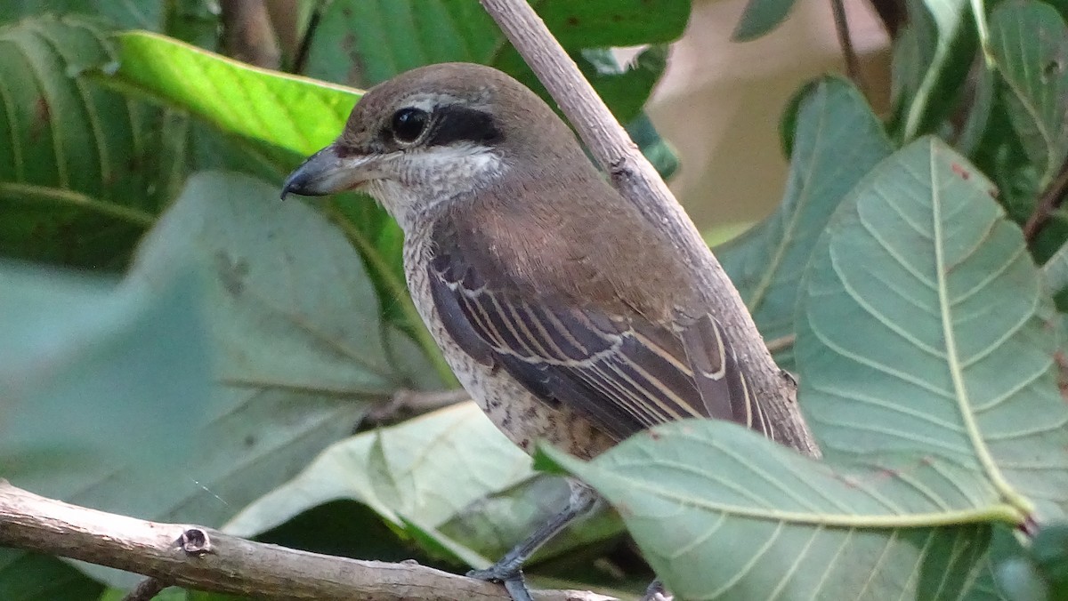 Pie-grièche brune - ML376372121