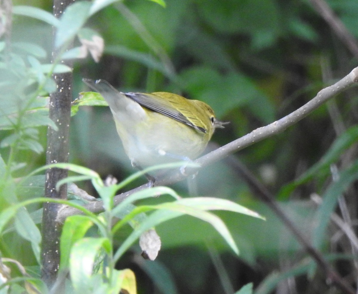 Tennessee Warbler - ML376372481