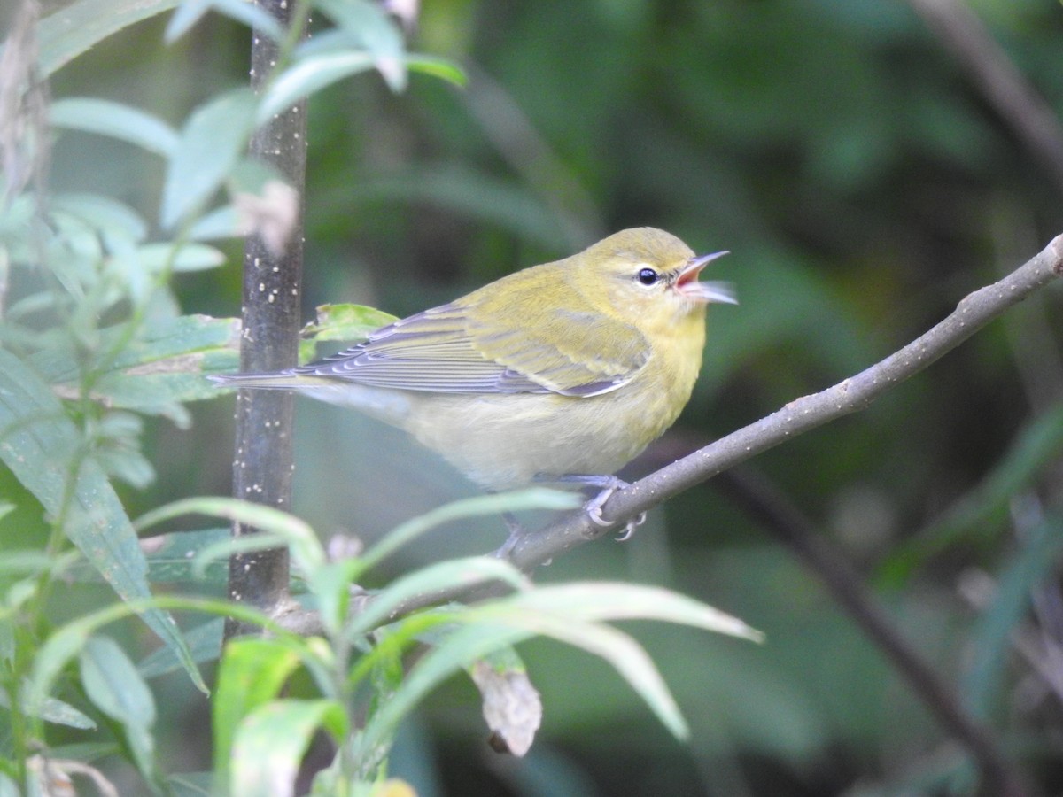 Tennessee Warbler - ML376372601
