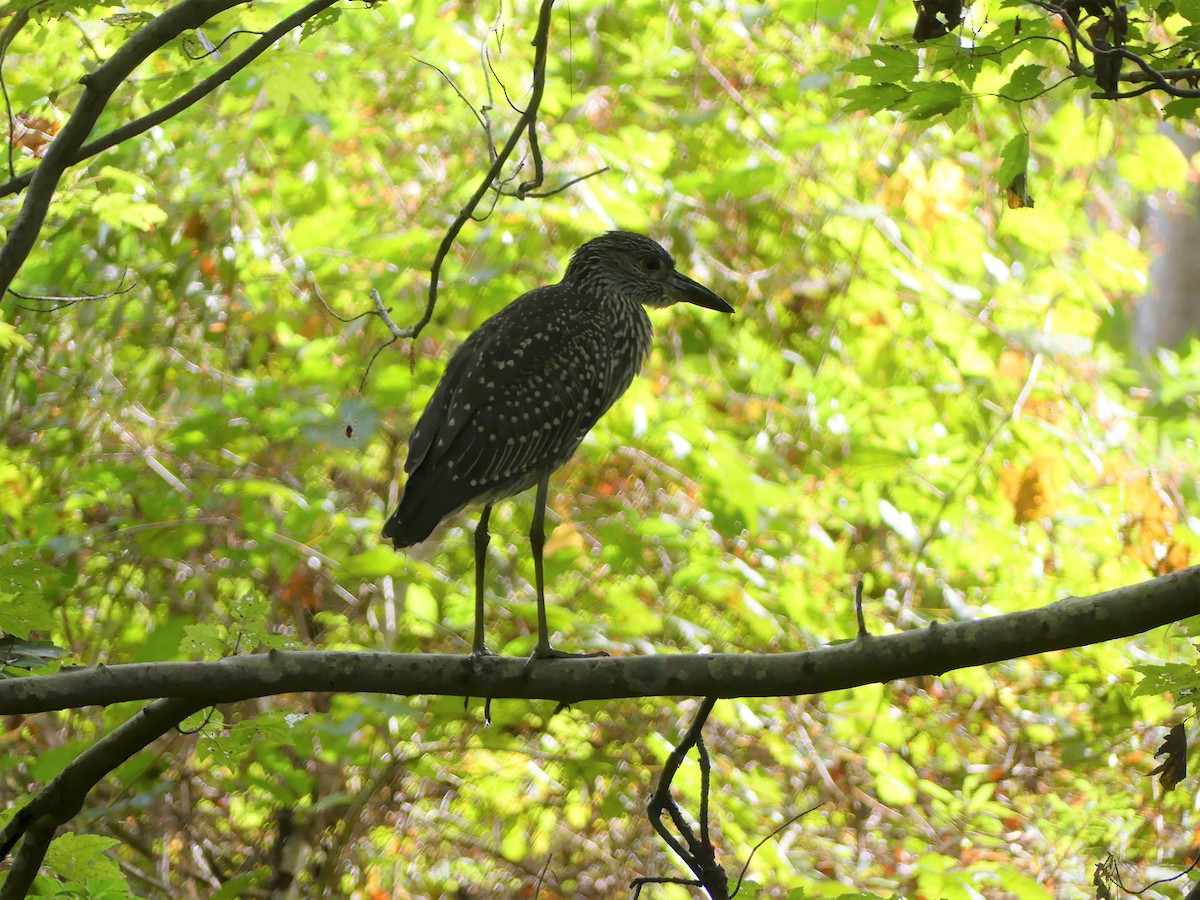 Yellow-crowned Night Heron - ML376373101