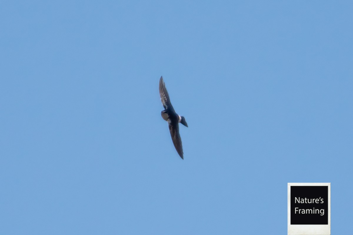 Chilean Swallow - ML376373521