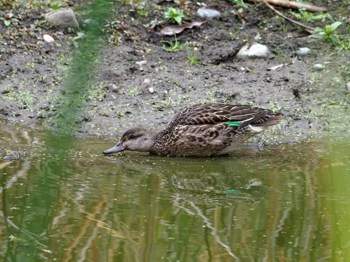 Green-winged Teal (American) - ML376374151