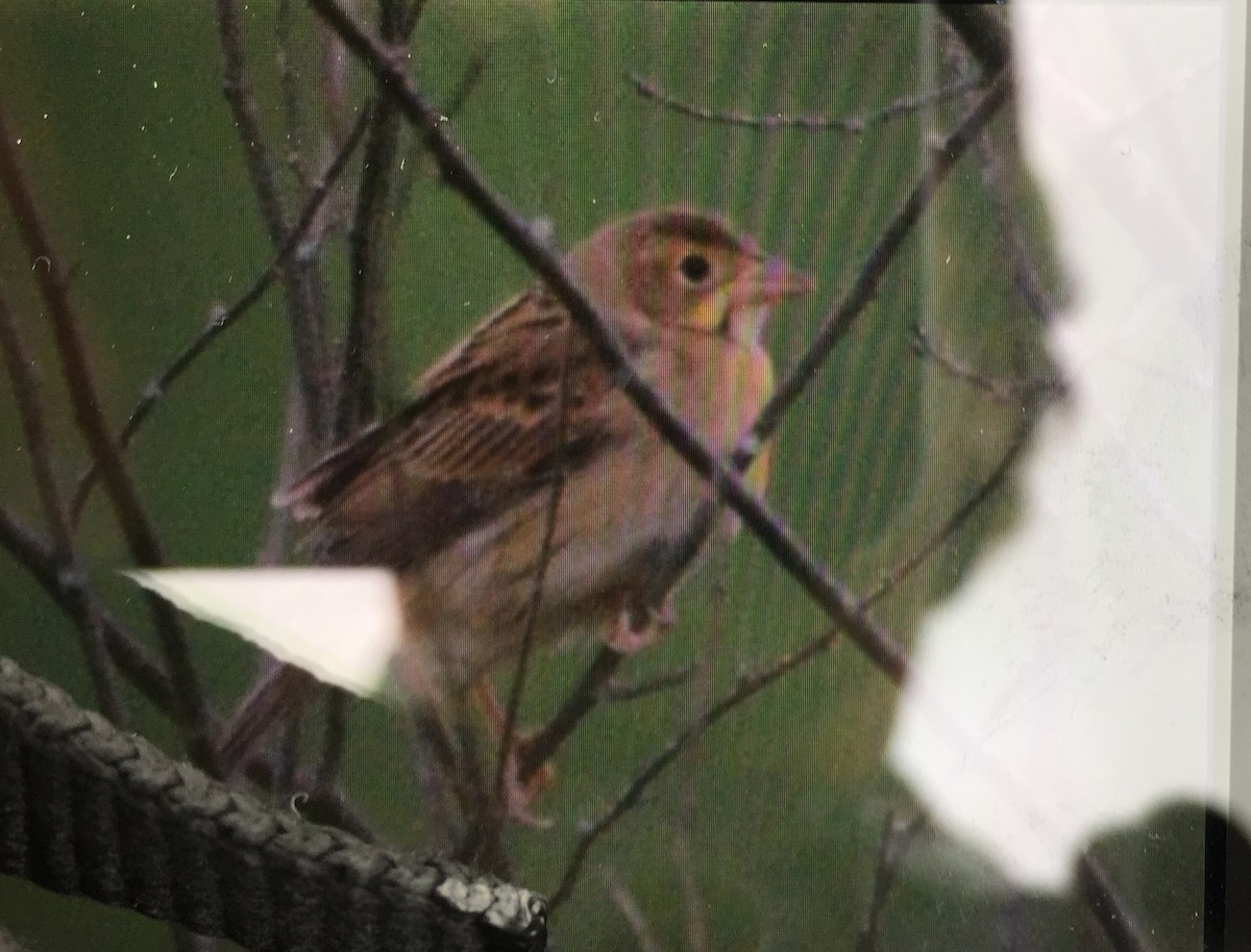 Dickcissel - ML376374161
