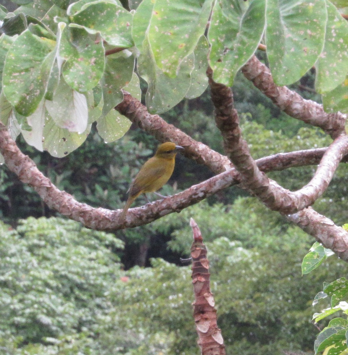 Summer Tanager - Lorraine Cowl