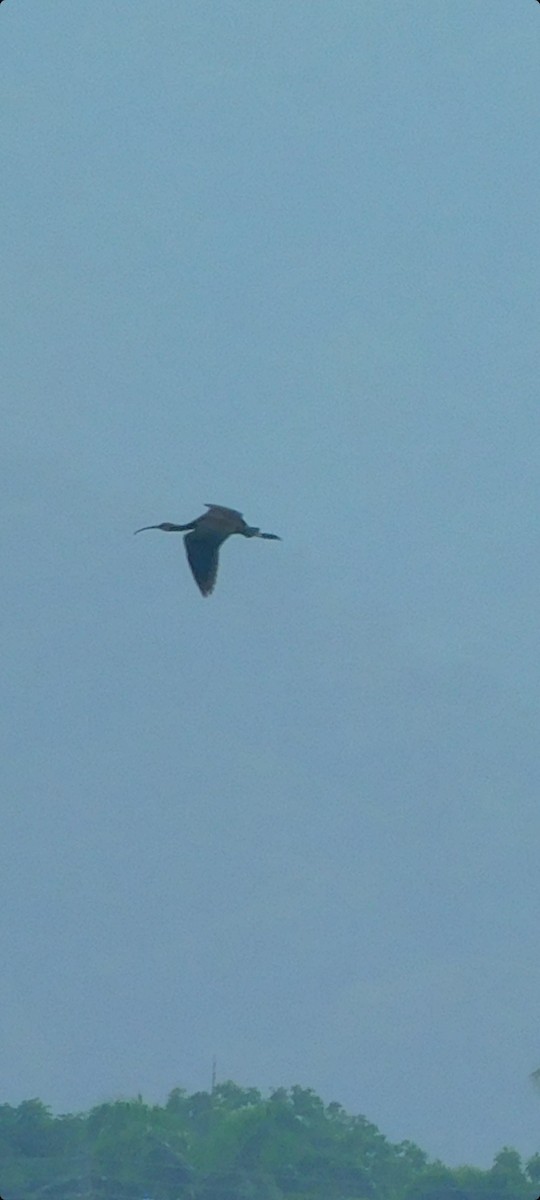 Glossy Ibis - ML376376011