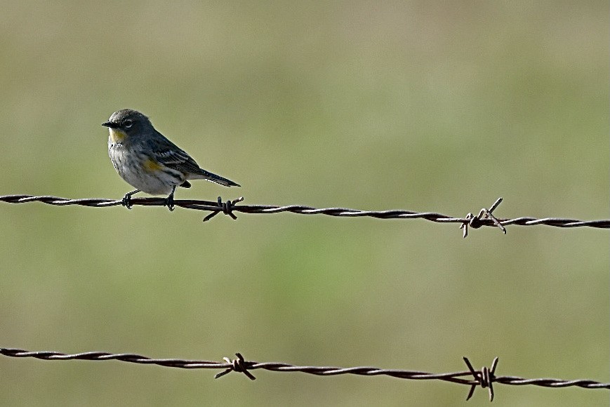 Пісняр-лісовик жовтогузий - ML376376881