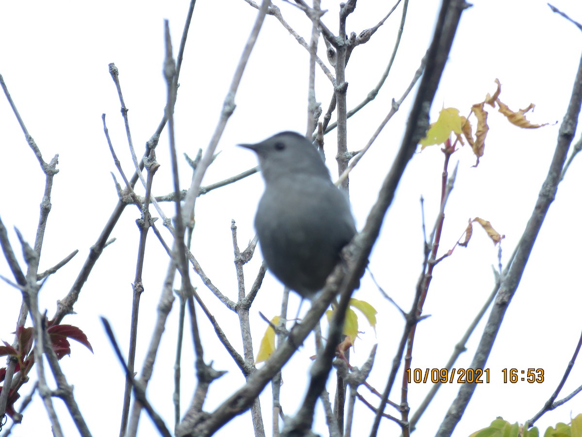 Pájaro Gato Gris - ML376377901