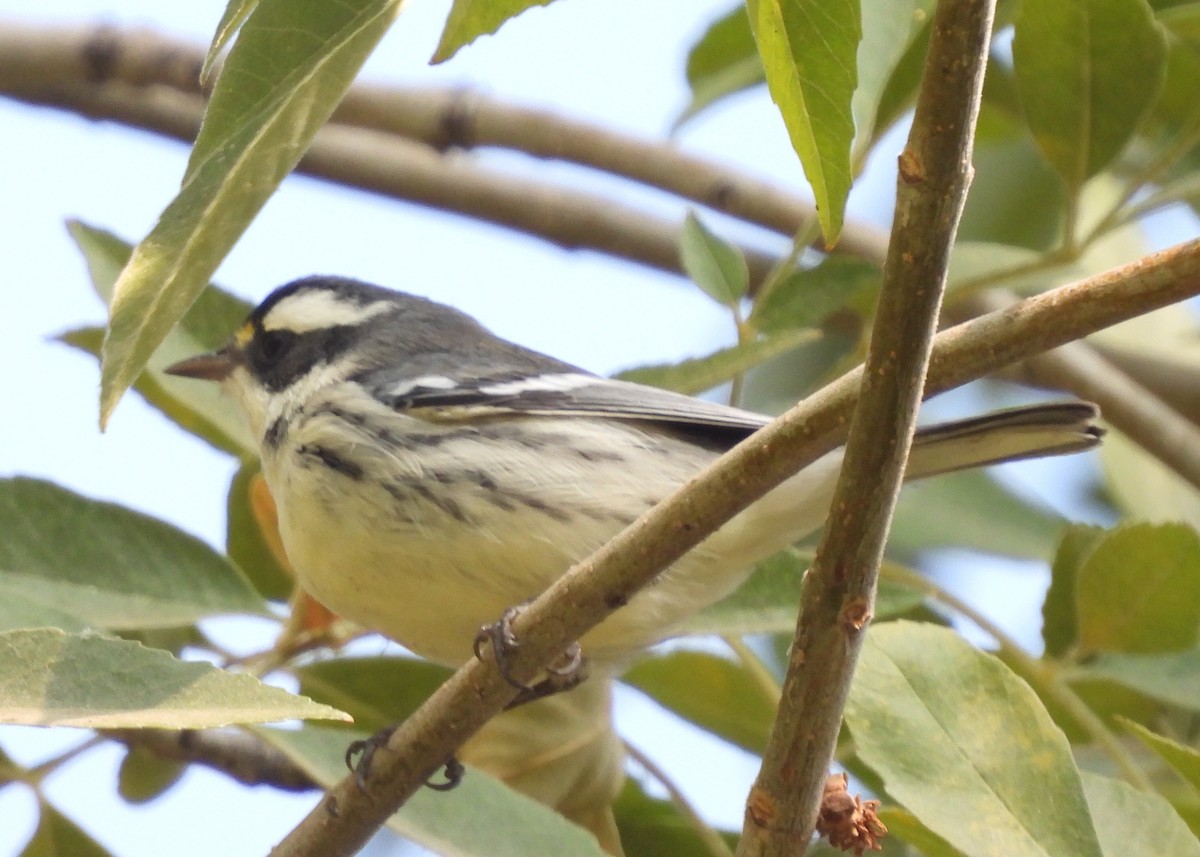 Black-throated Gray Warbler - ML376378341