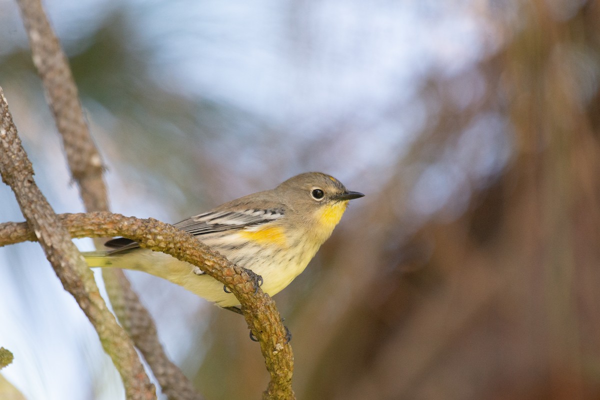 Yellow-rumped Warbler (Audubon's) - ML376379991