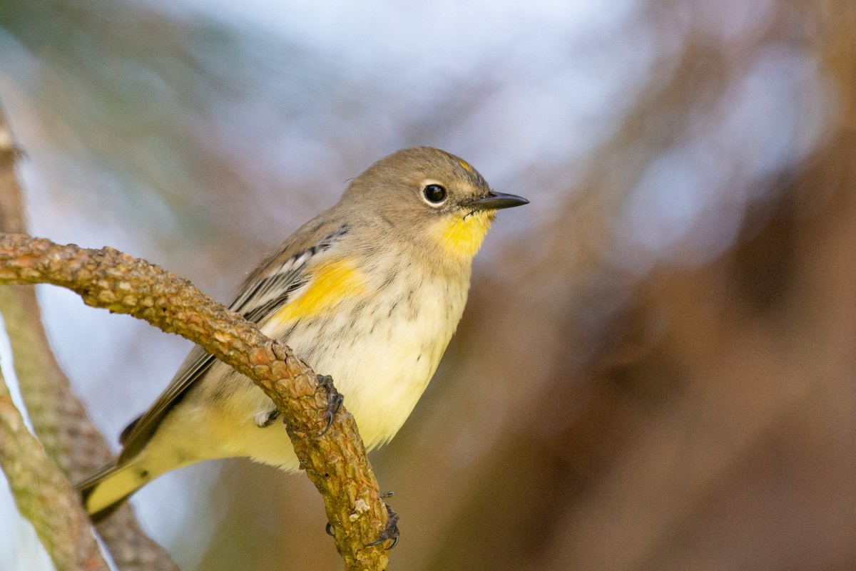 Yellow-rumped Warbler (Audubon's) - ML376380001