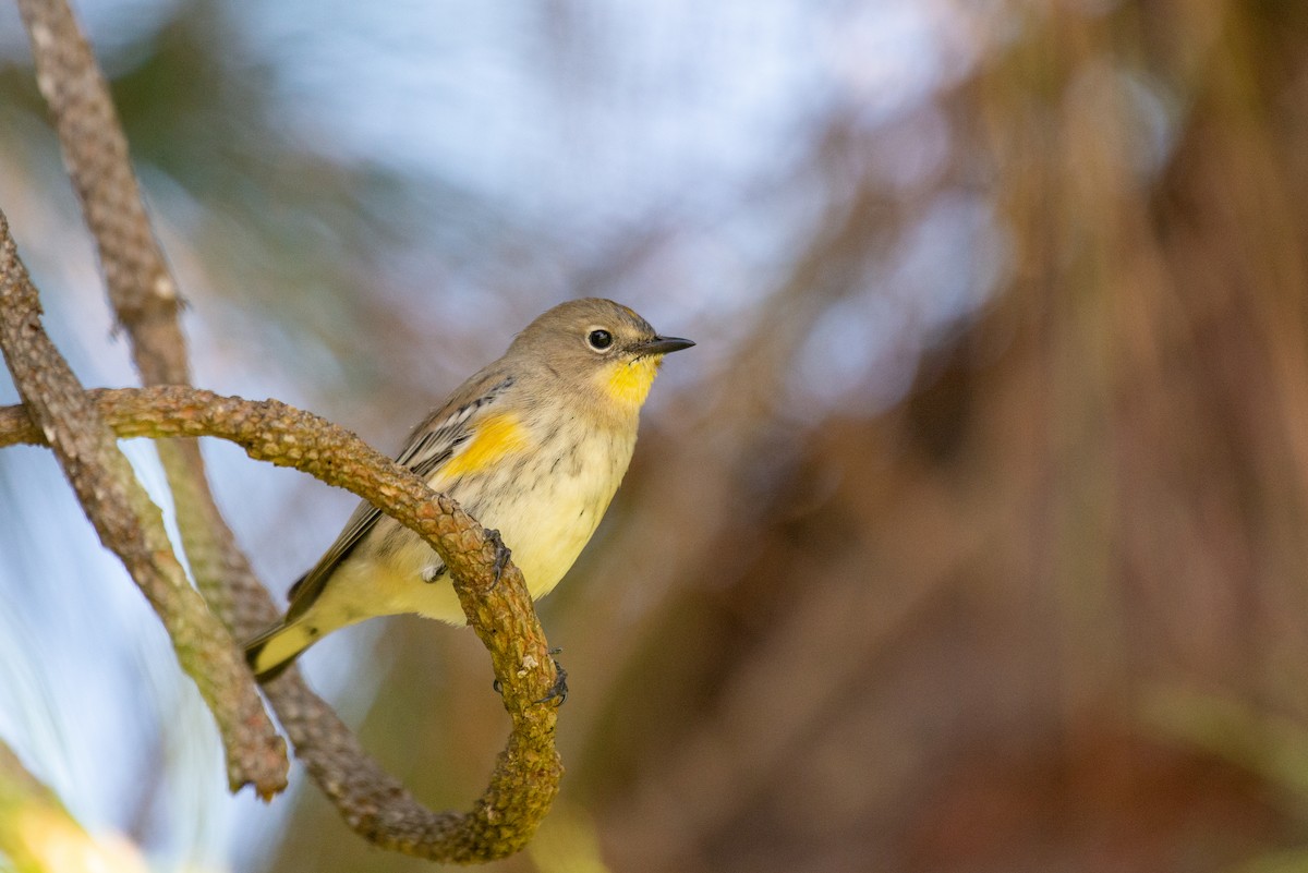 Yellow-rumped Warbler (Audubon's) - ML376380061
